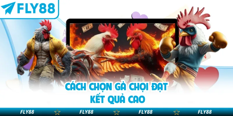 Cách chọn gà chọi đạt kết quả cao