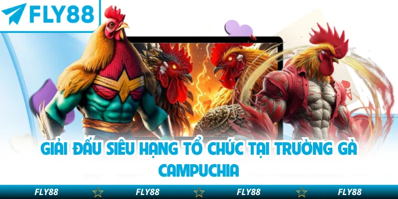 Giải đấu siêu hạng tổ chức tại trường gà Campuchia