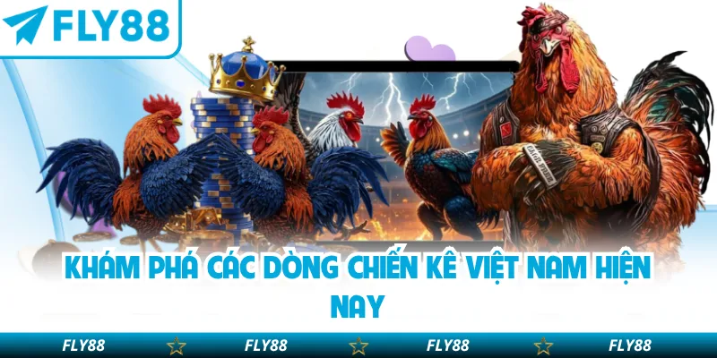 Khám phá các dòng chiến kê Việt Nam hiện nay