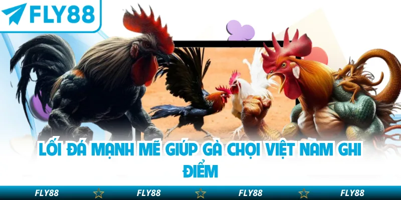 Lối đá mạnh mẽ giúp gà chọi Việt Nam ghi điểm