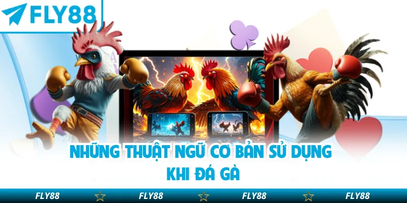 Những thuật ngữ cơ bản sử dụng khi đá gà